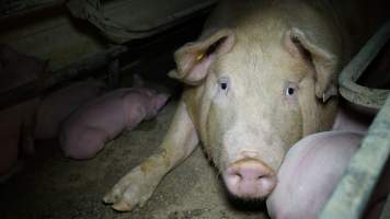 Farrowing crates - Australian pig farming - Captured at Toolleen Piggery, Knowsley VIC Australia.