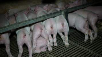 Farrowing crates - Australian pig farming - Captured at Toolleen Piggery, Knowsley VIC Australia.