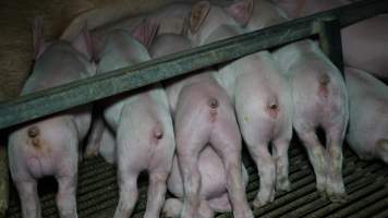 Farrowing crates - Australian pig farming - Captured at Toolleen Piggery, Knowsley VIC Australia.