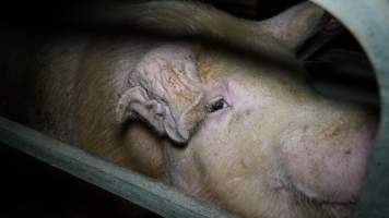 Farrowing crates - Australian pig farming - Captured at Toolleen Breeder, Knowsley VIC Australia.