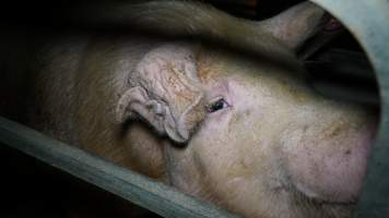 Farrowing crates - Australian pig farming - Captured at Toolleen Piggery, Knowsley VIC Australia.