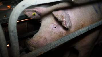 Farrowing crates - Australian pig farming - Captured at Toolleen Piggery, Knowsley VIC Australia.