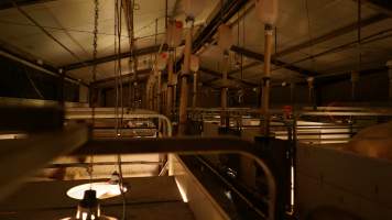 Farrowing crates - Australian pig farming - Captured at Toolleen Breeder, Knowsley VIC Australia.