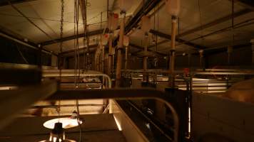 Farrowing crates - Australian pig farming - Captured at Toolleen Piggery, Knowsley VIC Australia.