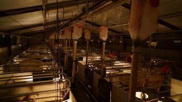 Farrowing crates - Australian pig farming - Captured at Toolleen Breeder, Knowsley VIC Australia.