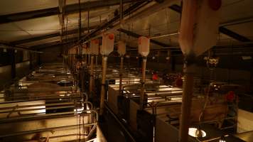 Farrowing crates - Australian pig farming - Captured at Toolleen Piggery, Knowsley VIC Australia.