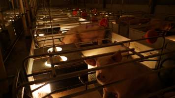 Farrowing crates - Australian pig farming - Captured at Toolleen Piggery, Knowsley VIC Australia.