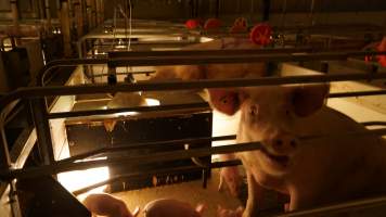 Sow biting bars of farrowing crate cage - Australian pig farming - Captured at Toolleen Breeder, Knowsley VIC Australia.