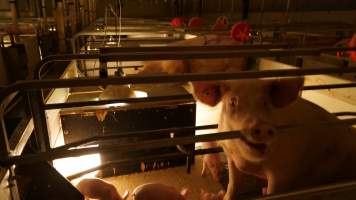 Sow biting bars of farrowing crate cage - Australian pig farming - Captured at Toolleen Piggery, Knowsley VIC Australia.