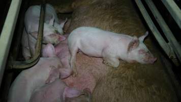 Piglet sleeping on mother - Australian pig farming - Captured at Toolleen Piggery, Knowsley VIC Australia.