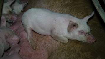 Piglet sleeping on mother - Australian pig farming - Captured at Toolleen Breeder, Knowsley VIC Australia.