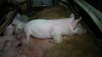 Piglet sleeping on mother - Australian pig farming - Captured at Toolleen Breeder, Knowsley VIC Australia.