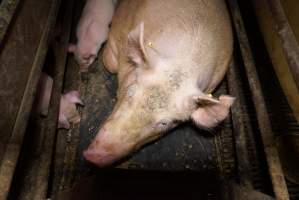 Farrowing crates at Ludale Piggery SA - Australian pig farming - Captured at Ludale Piggery, Reeves Plains SA Australia.