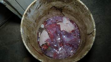 Bucket of dead piglets and afterbirth - Australian pig farming - Captured at Toolleen Breeder, Knowsley VIC Australia.