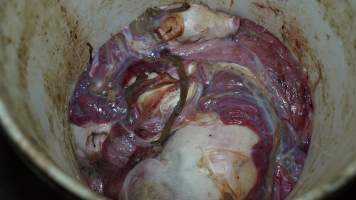 Bucket of dead piglets and afterbirth - Australian pig farming - Captured at Toolleen Piggery, Knowsley VIC Australia.