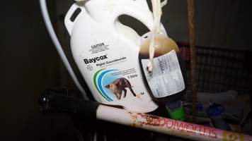 Piglet coccidiocide - Australian pig farming - Captured at Toolleen Breeder, Knowsley VIC Australia.