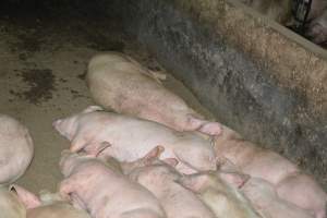 Group housing for grower pigs - Captured at SA.