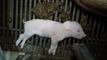 Sick piglet - Australian pig farming - Captured at Toolleen Breeder, Knowsley VIC Australia.