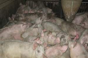 Group housing for grower pigs - Captured at SA.