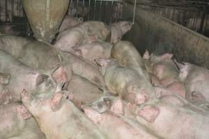 Group housing for grower pigs - Captured at SA.