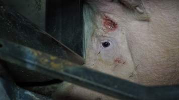 Sow with facial injury - Australian pig farming - Captured at Toolleen Breeder, Knowsley VIC Australia.