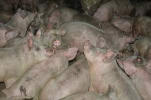 Group housing for grower pigs - Captured at SA.