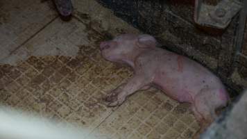 Farrowing crates - Australian pig farming - Captured at Toolleen Piggery, Knowsley VIC Australia.