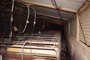 Farrowing crates at Ludale Piggery SA - Australian pig farming - Captured at Ludale Piggery, Reeves Plains SA Australia.