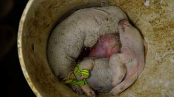 Bucket of dead piglets - Australian pig farming - Captured at Toolleen Breeder, Knowsley VIC Australia.