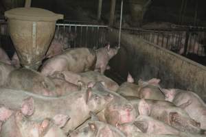 Group housing for grower pigs - Captured at SA.