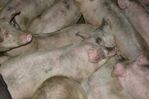 Group housing for grower pigs - Captured at SA.