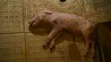 Farrowing crates - Australian pig farming - Captured at Toolleen Breeder, Knowsley VIC Australia.