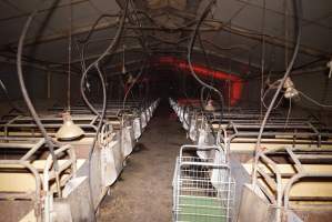 Farrowing crates at Ludale Piggery SA - Australian pig farming - Captured at Ludale Piggery, Reeves Plains SA Australia.