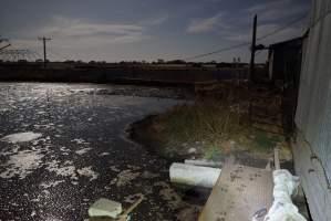 Manure lagoon behind shed - Australian pig farming - Captured at Ludale Piggery, Reeves Plains SA Australia.