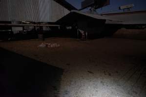 Outdoor pen - Australian pig farming - Captured at Ludale Piggery, Reeves Plains SA Australia.