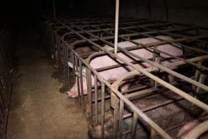 Sow stalls at Ludale Piggery SA - Australian pig farming - Captured at Ludale Piggery, Reeves Plains SA Australia.