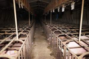 Sow stalls at Ludale Piggery SA - Australian pig farming - Captured at Ludale Piggery, Reeves Plains SA Australia.