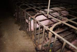 Sow stalls at Ludale Piggery SA - Australian pig farming - Captured at Ludale Piggery, Reeves Plains SA Australia.