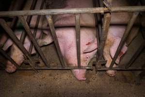 Sow stalls at Ludale Piggery SA - Australian pig farming - Captured at Ludale Piggery, Reeves Plains SA Australia.