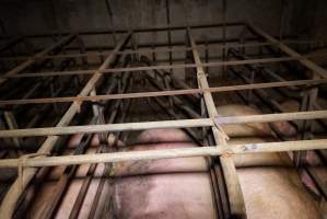 Sow stalls at Ludale Piggery SA - Australian pig farming - Captured at Ludale Piggery, Reeves Plains SA Australia.