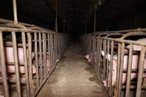 Sow stalls at Ludale Piggery SA - Australian pig farming - Captured at Ludale Piggery, Reeves Plains SA Australia.