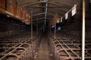 Farrowing crates at Ludale Piggery SA - Australian pig farming - Captured at Ludale Piggery, Reeves Plains SA Australia.