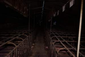 Sow stalls at Ludale Piggery SA - Australian pig farming - Captured at Ludale Piggery, Reeves Plains SA Australia.