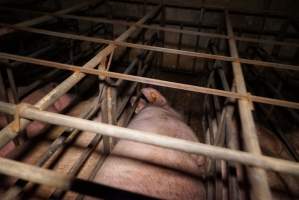 Sow stalls at Ludale Piggery SA - Australian pig farming - Captured at Ludale Piggery, Reeves Plains SA Australia.