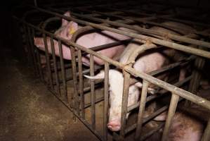 Sow stalls at Ludale Piggery SA - Australian pig farming - Captured at Ludale Piggery, Reeves Plains SA Australia.