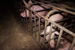 Sow stalls at Ludale Piggery SA - Australian pig farming - Captured at Ludale Piggery, Reeves Plains SA Australia.