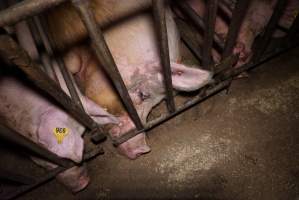 Sow stalls at Ludale Piggery SA - Australian pig farming - Captured at Ludale Piggery, Reeves Plains SA Australia.