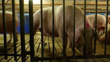 Group sow housing - Australian pig farming - Captured at Blackwoods Piggery, Trafalgar VIC Australia.