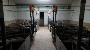 Farrowing crate room - Australian pig farming - Captured at Blackwoods Piggery, Trafalgar VIC Australia.