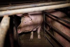 Sow stalls at Ludale Piggery SA - Australian pig farming - Captured at Ludale Piggery, Reeves Plains SA Australia.